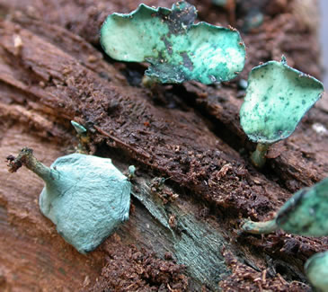 Green Stain Fungi and Fruiting Bodies - Wonder-Filled Days