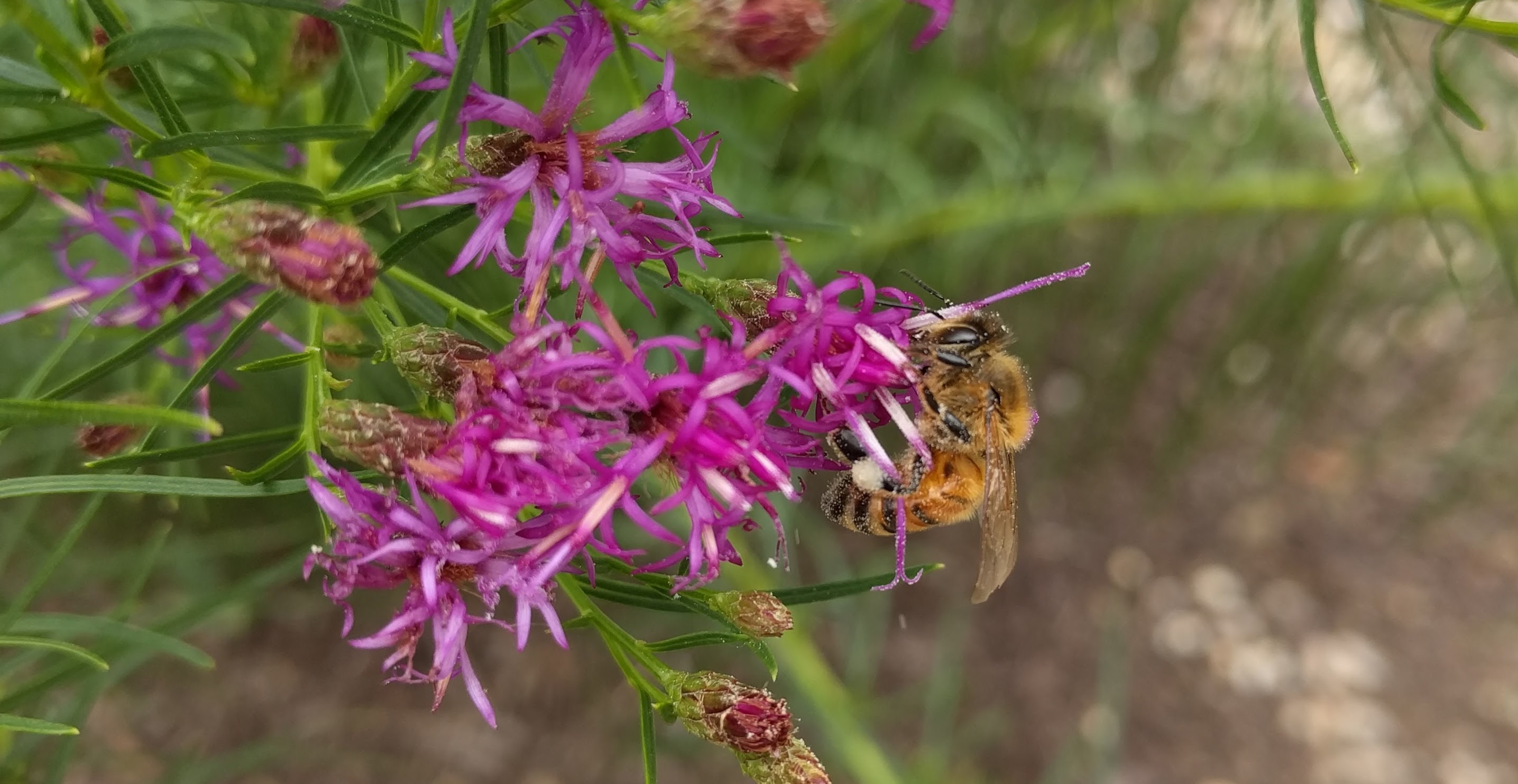 A honeybee resting on purple flowers